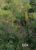 1 bigha plot for sale near harabag, chamukha, Sundernagar, Himachal