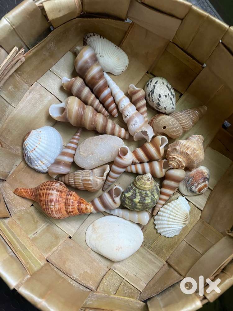 sea shell 24 pieces