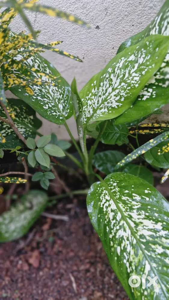 Dieffenbachia.. Only 99/-
