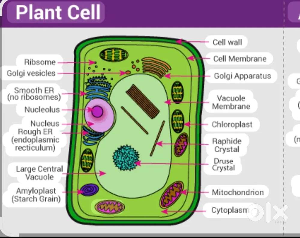 Teacher  up to 8 class