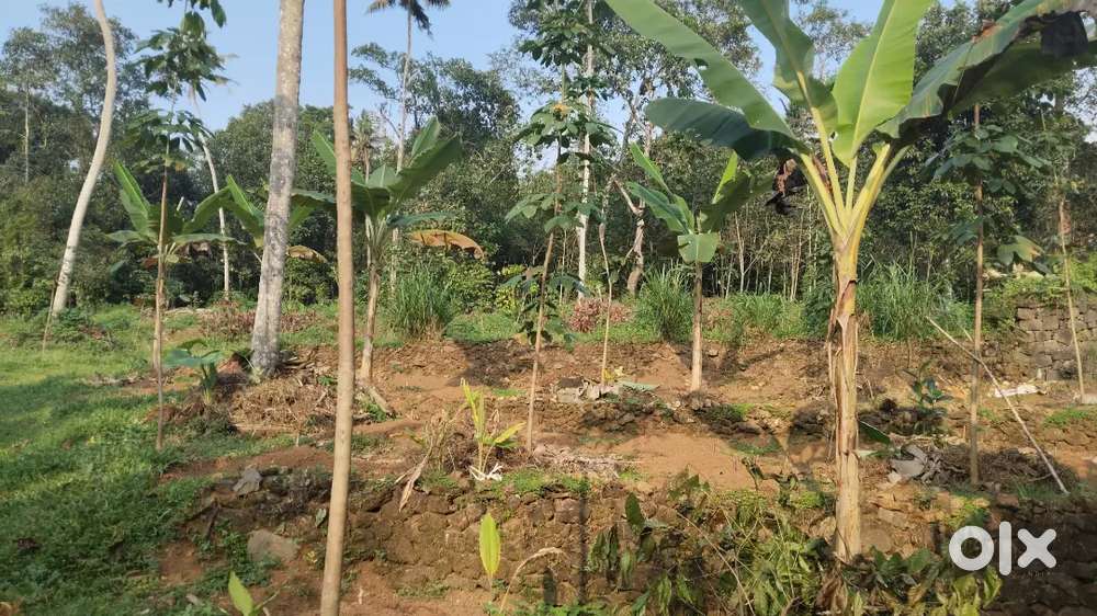 Land for sale near by sabarimala green field estate
