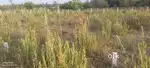DTCP APPROVED PLOT