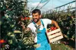Fruit wholesale