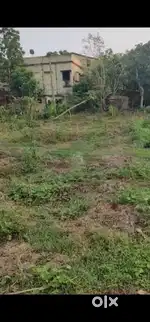 8 kattha plot available at municipality haringhata dighapara