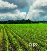 2Bigha Agriculture Land Bhusawal-Yawal Road tuch..