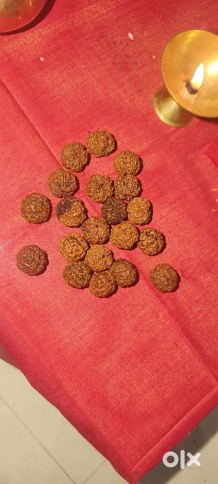 Original Nepali Rudraksha