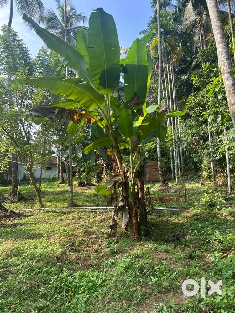 27 cent plot for sale in panakkad malappuram