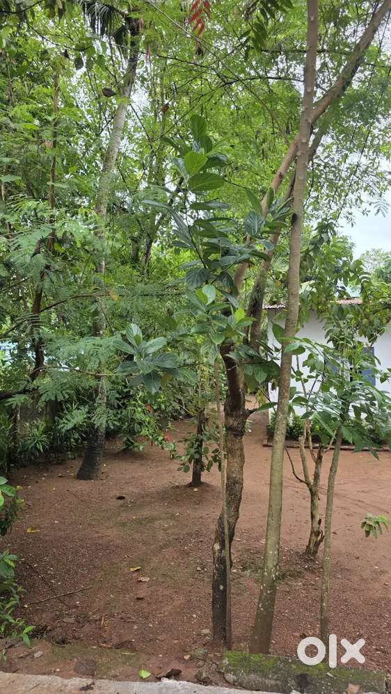 കൊല്ലം കൊട്ടിയം ഭാഗത്ത് വീട് വെക്കാൻഅനുയോജ്യമായ 10 സെ വസ്തുവില്പനക്ക്