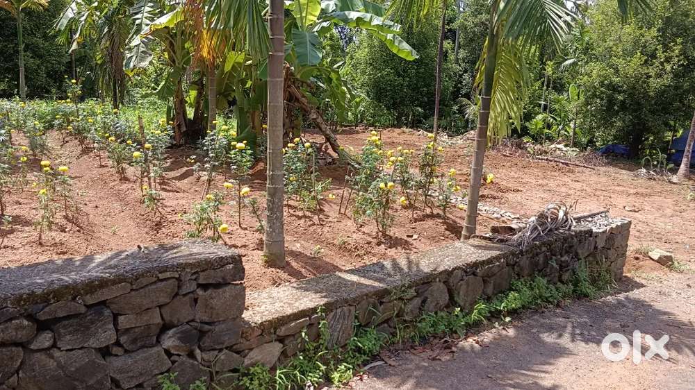 Angamaly Karukutty edakkunnu