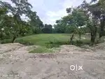Myadi Mati for Sale near Rowta Chariali.