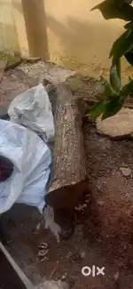 Wooden logs useful for All types of Wooden furniture