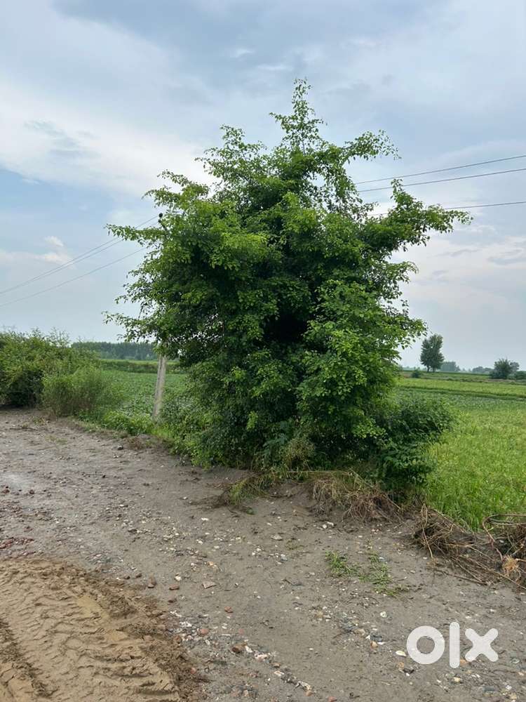 4 Acres Agriculture Land