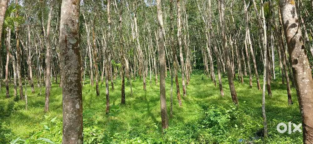 നല്ല റബ്ബലാണ് 135 മൂടുണ്ട് 57 സെന്റ് സ്ഥലം