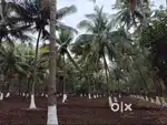 Coconut farm 5 acre