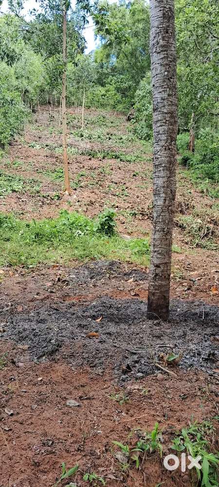 14 cent land for sale in Punchakkari