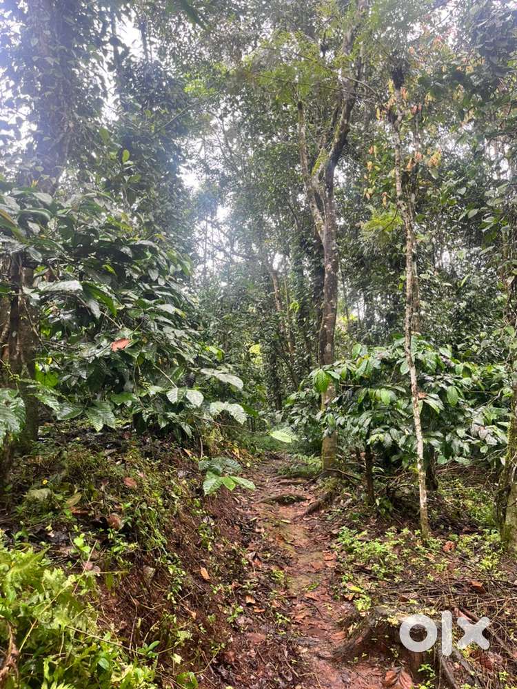 Wayanad Tavinjal panjayath 2 acre cofee land selling