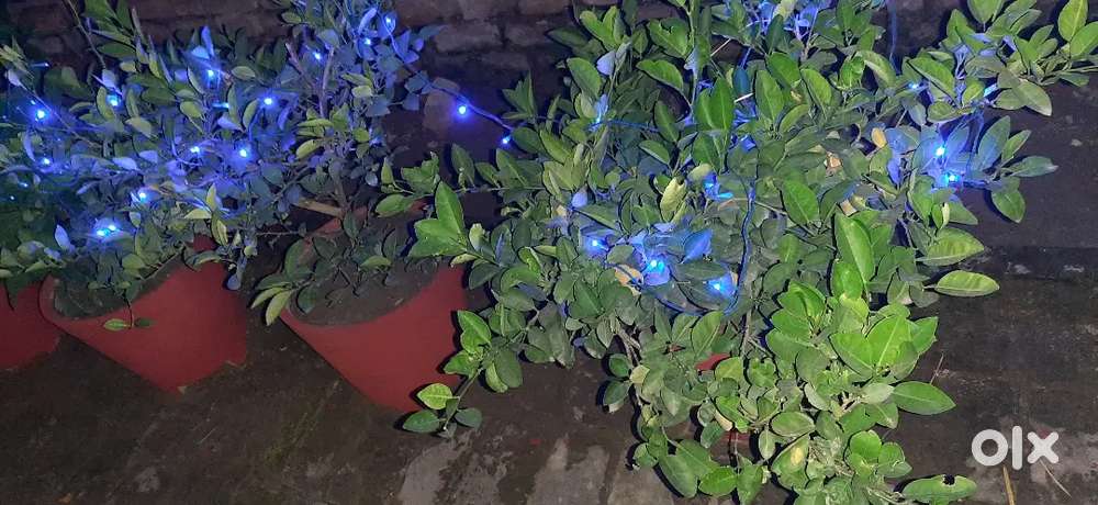 For 2 BHK house for Rent