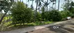 41 CENT LAND FOR SALE AT ANGAMALY NEAR APOLLO HOSPITAL