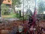 17 cent with old terrace house for sale at Thevakkal.