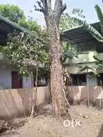 Teak wood kollam