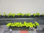 Neon money plant (pothos)