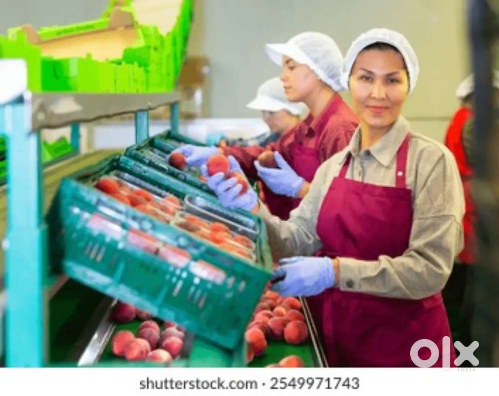 Packing Job Avilable in Sholinganallur