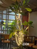 Cafe setup for sale