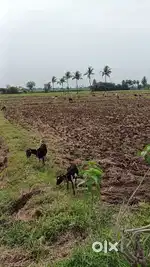 1.5 ஏக்கர் நிலம் விற்பனைக்கு உள்ளது