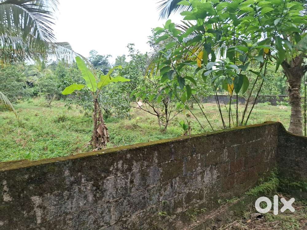 60 cent land for sale near Nedumbassery,Airport 1.5 km