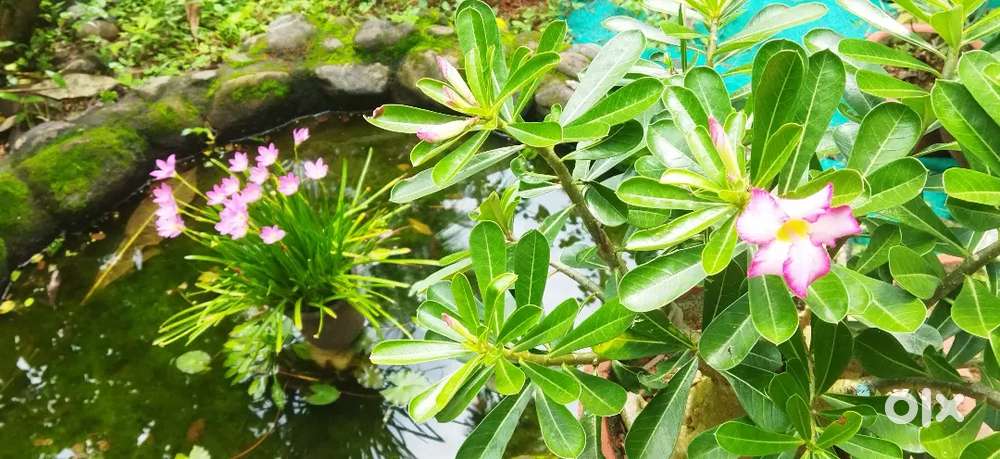 Delivery boy with two wheeler  ലൈസൻസ് need for our hotel