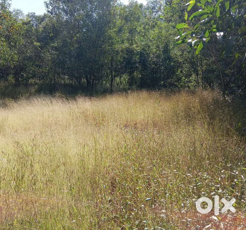 50, CENT morthana Baliyoor