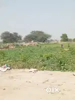 Jamin bikau