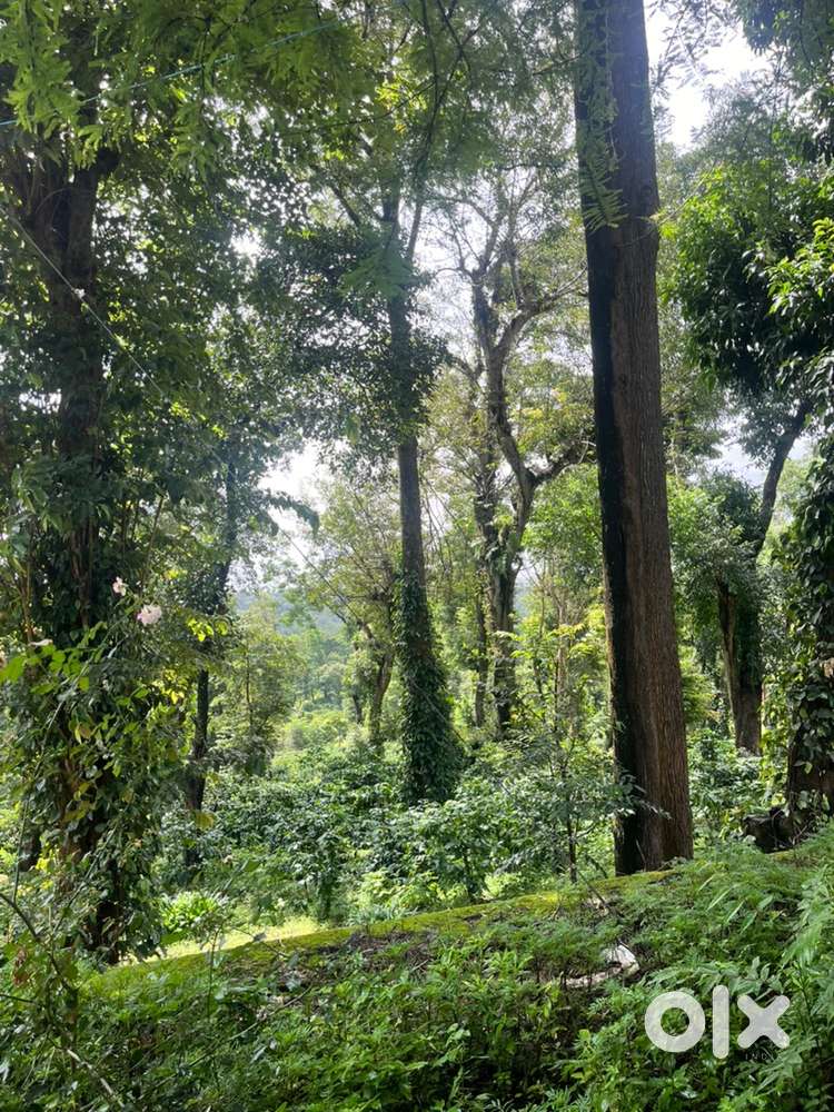 Wayanad tirunelli panjayath 160 acre cofee land selling