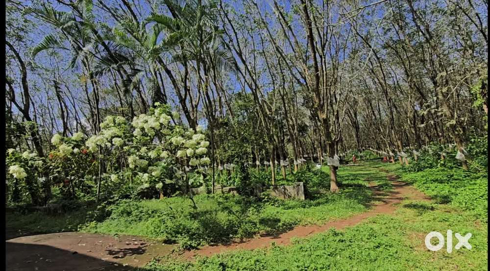 Angamaly near karukutty 6 acre land old house for sale immediately