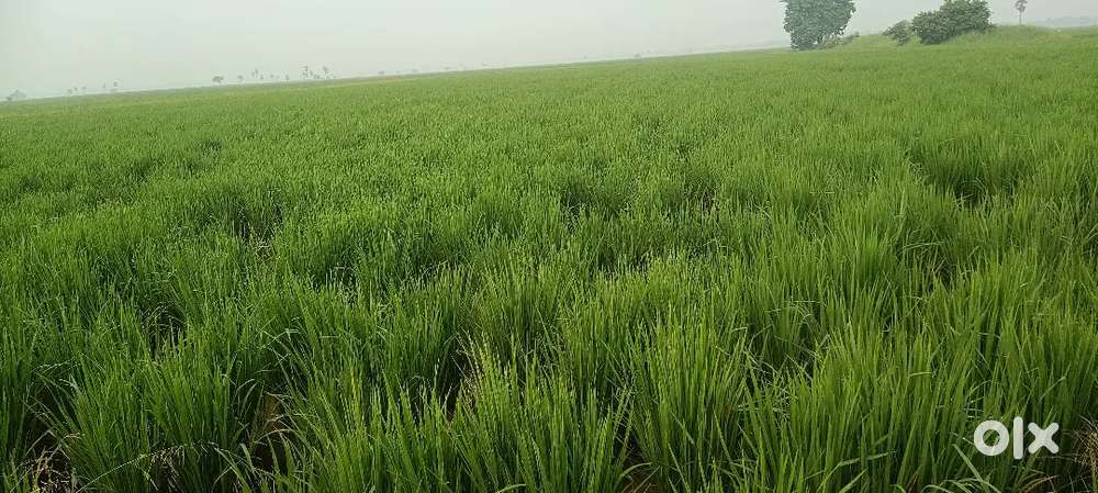 Agriculture land 2 crops 20 kms from proposed ORR amaravathi 20 km