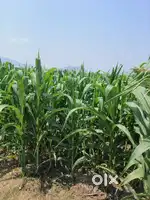 Sale of 5 acres land very near Nandigama, NTR dt. with road