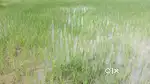 2 crore rupees 8 bigha khet