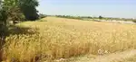 Agricultural land for sale near pimpalgaon B