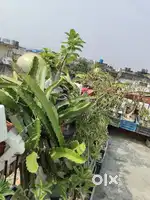 Adenium & indoor plants