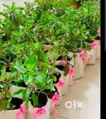 Marriage return gifts plants at 12 rs