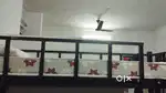 Bed Mattress