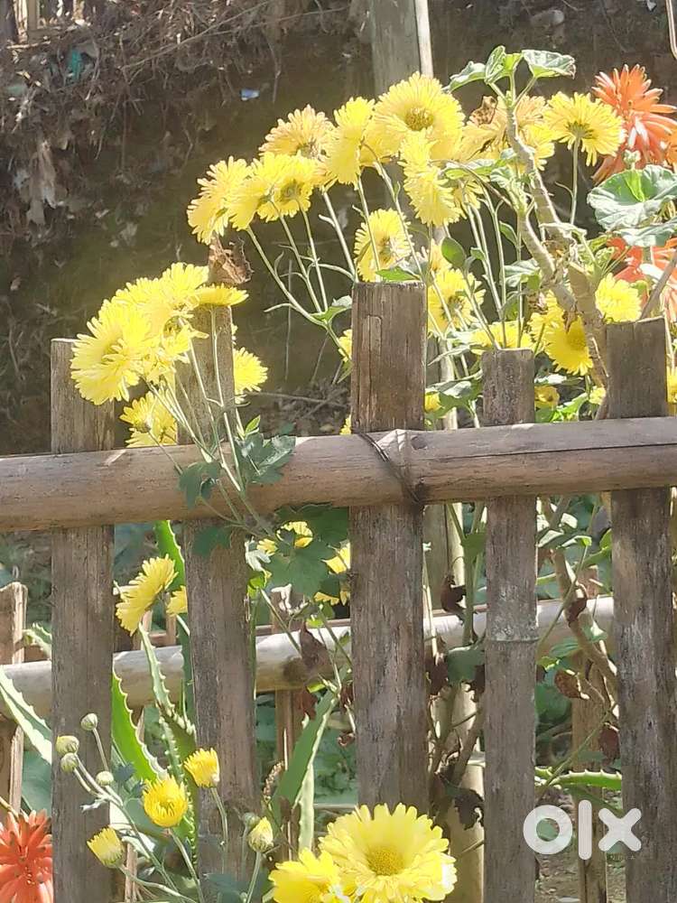 Need a jobs as a helper in store in shillong I have 5years experience