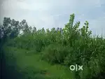 Agriculture Land for sale 8 Beegha + 14.5 Beegha