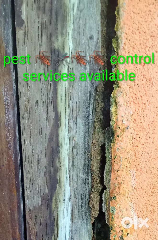 Pest control services