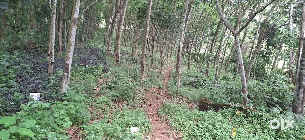 140 CENT RUBBER THOTTAM NEAR AIRAPURAM