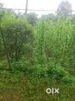 village area plot sell