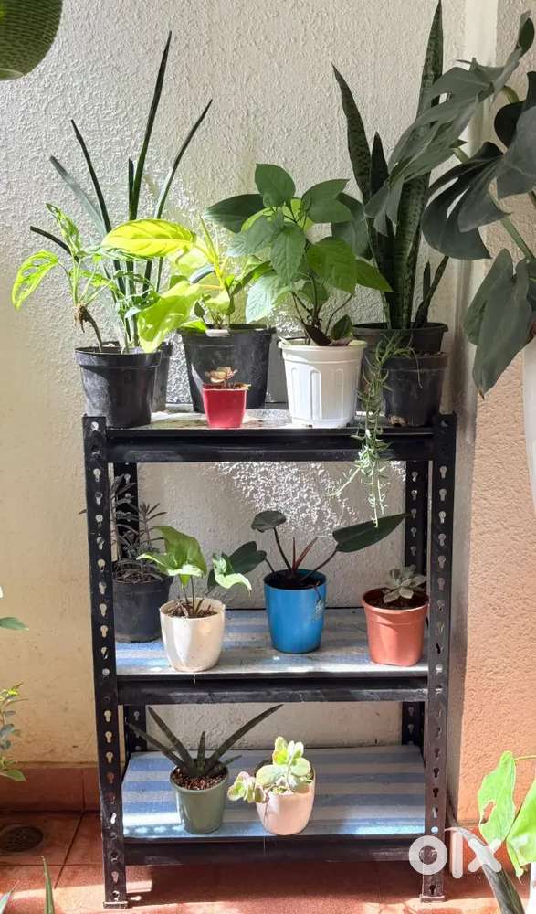 Plant stand (1600) and plants (100 each)