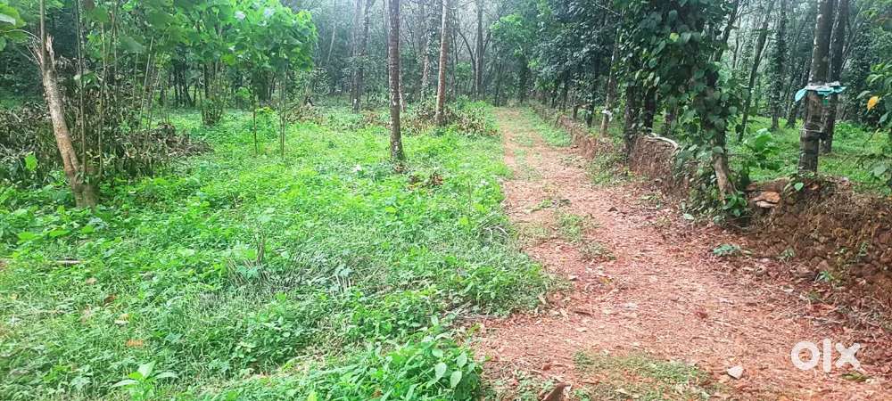 Athirapilly plot ideal for resorts/estate