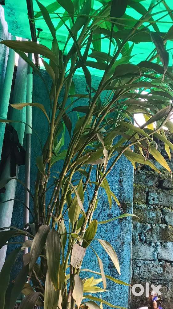 Healthy Lucky Bamboo Plant - Perfect for Home or Office Decor