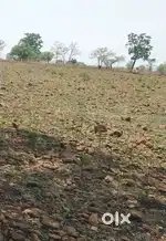 3 एकर शेती विकणे आहे अर्जेंट..गाव चोपडी तालुका दारव्हा जिल्हा यवतमाळ